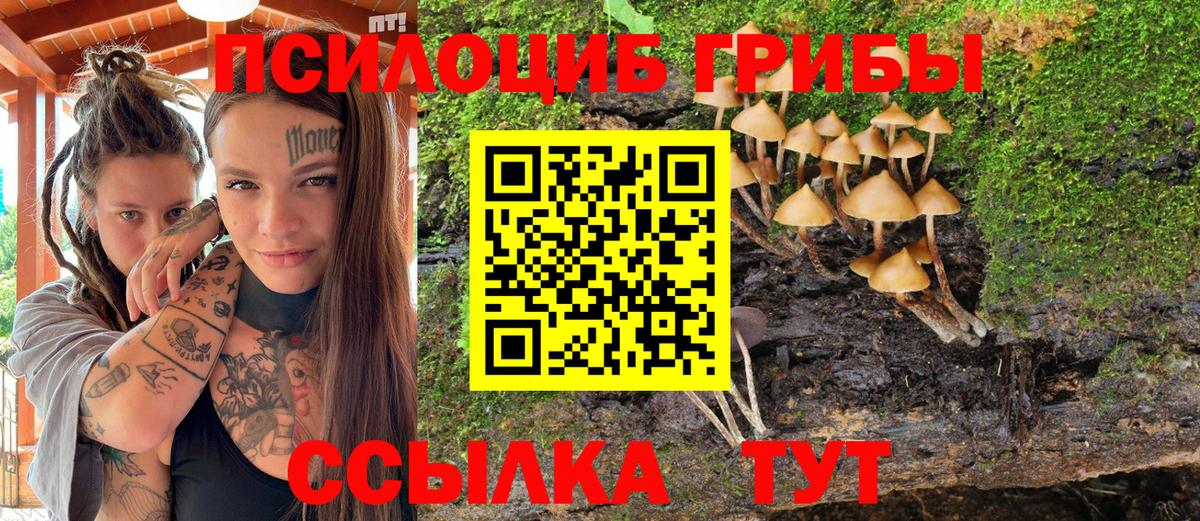 Пенза  Псилоцибиновые грибы Psilocybine cubensis  Вход с VPN 